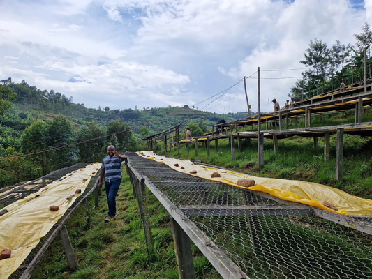 Intango: Koffie met karakter, recht uit het hart van Rwanda