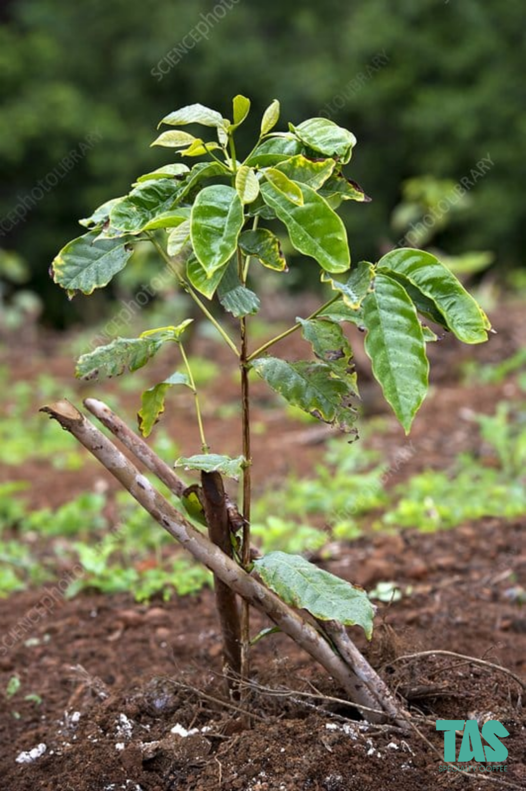 Koffieplant voor Bernard Céron