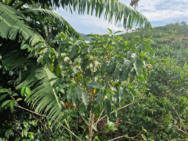 Intango - Rwanda