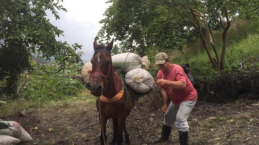 Maak kennis met Meko van finca Rosa Florida