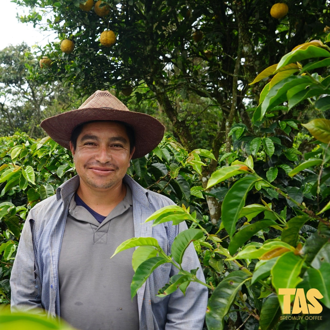 Help Bernardo een nieuwe koffieplantage starten!