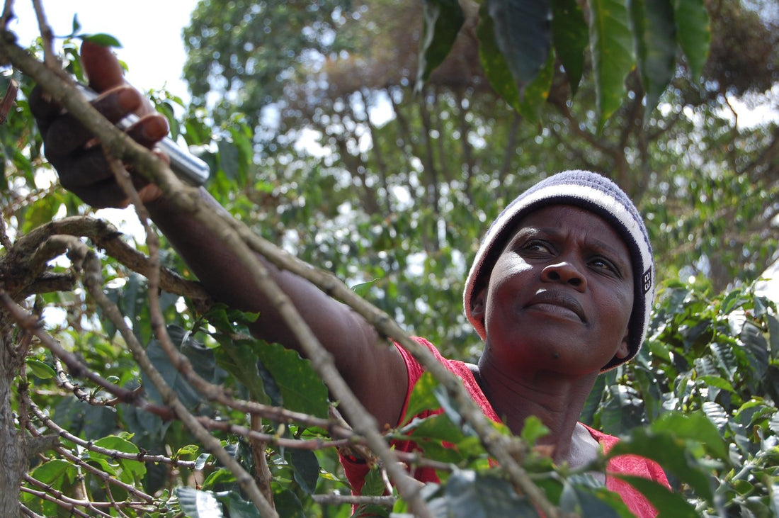 Specialty Coffee: De koffie met 80+ punten