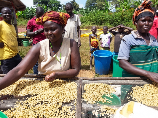 Culamuk vrouwen uit Uganda aan het werk