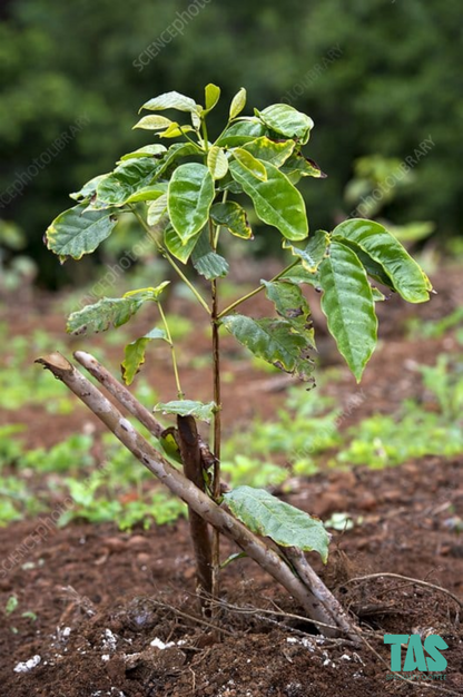 Koffieplant voor Bernard Céron